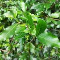 Blachia umbellata (Willd.) Baill.